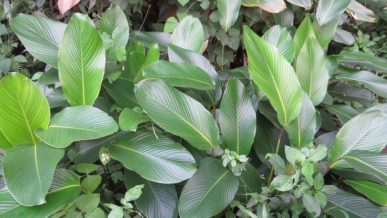 Cây Dong. Phrynium capitatum Willd. - Cây Thuốc Nam Quanh Ta